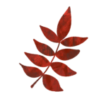 ツツジ・赤い紅葉のイラスト　絵本風　ⒸAtelier Funipo